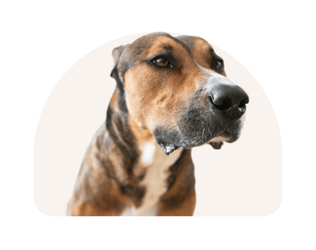 Fusion-Signage-Grown-Again-2026-Amber-01